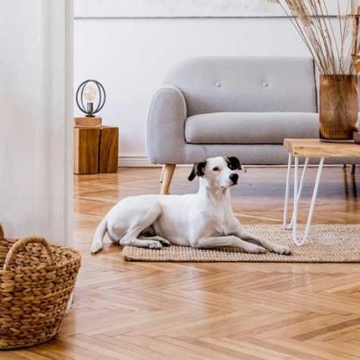 Home Improvement with Your Pet in Mind