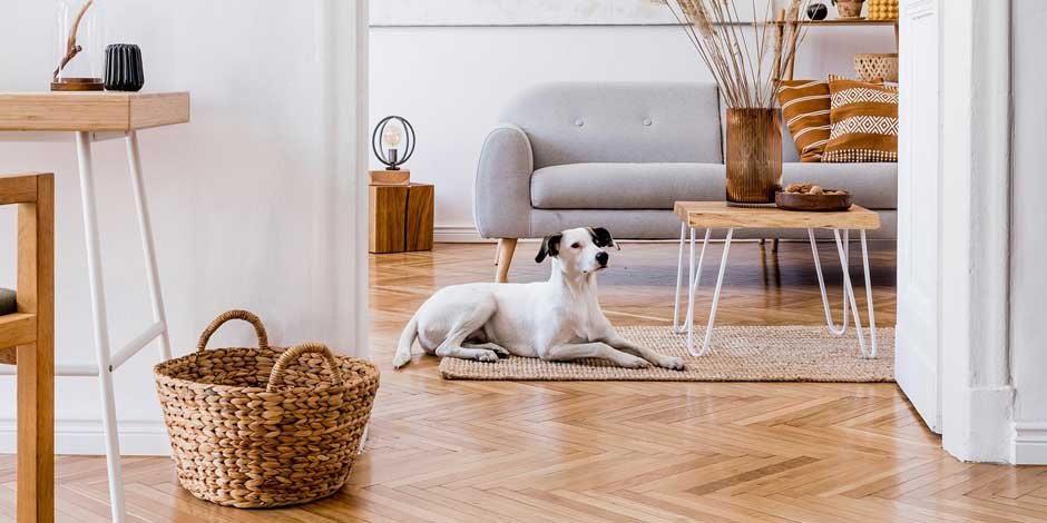 Home Improvement with Your Pet in Mind
