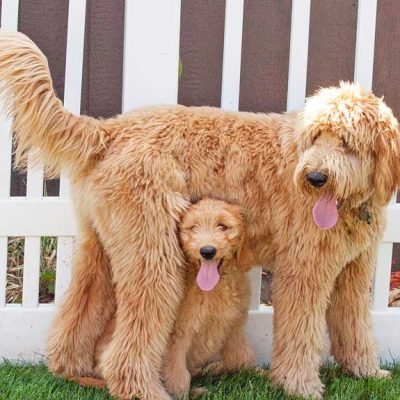 appropriate Goldendoodle size