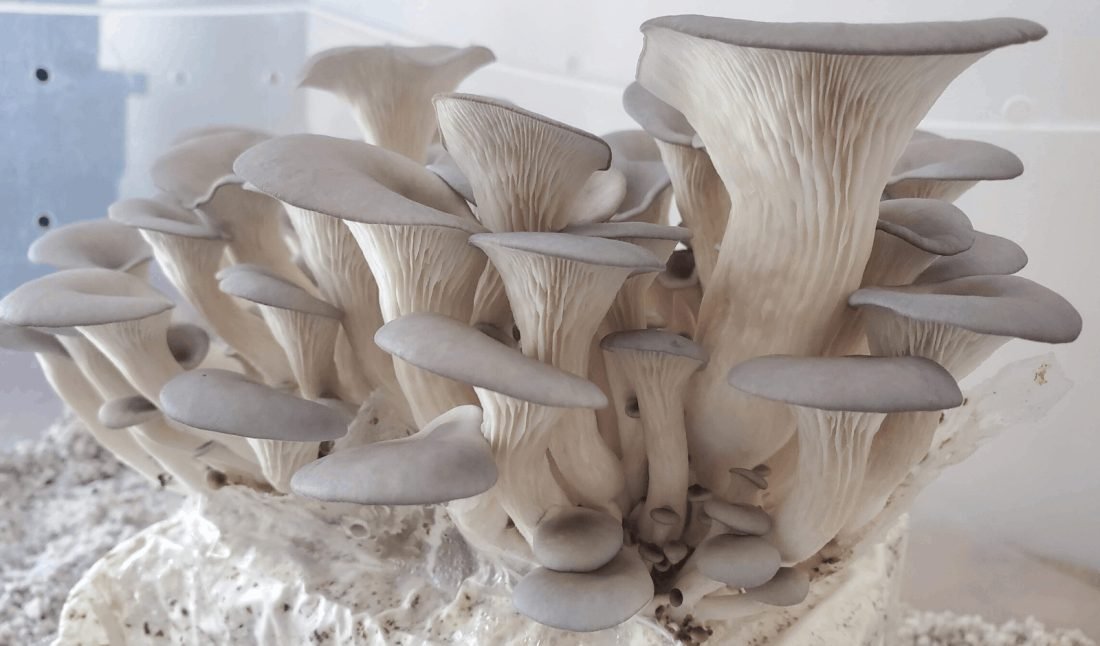 DIY Mushroom Grow Kits