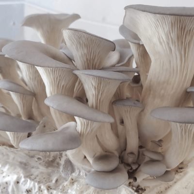 DIY Mushroom Grow Kits