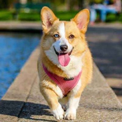 How to Help A Dog In Pain At Home And Keep Them Healthy?