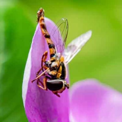 The Most Common Garden Pests and How to Identify Them