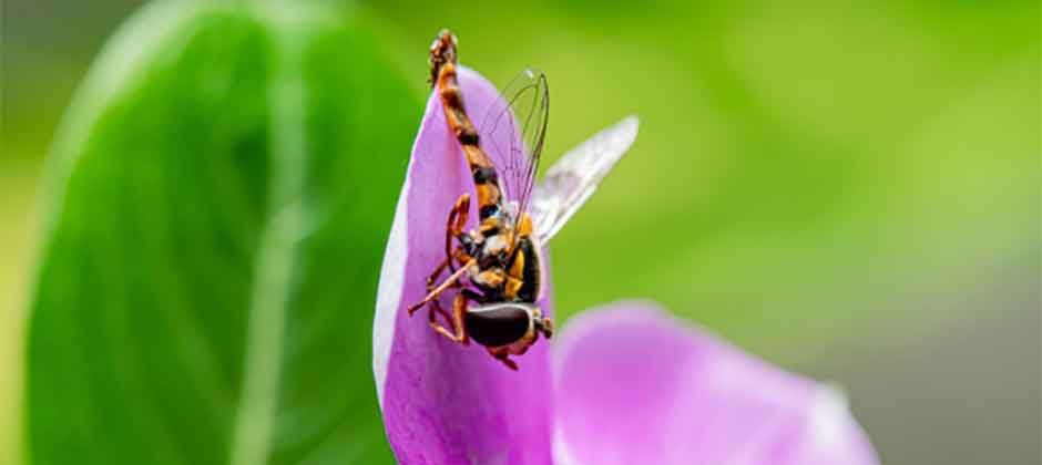The Most Common Garden Pests and How to Identify Them