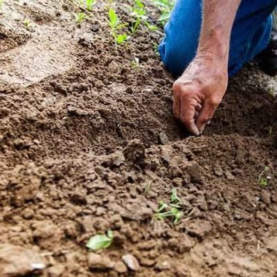 Why You Should Test Your Soil: The Importance of Soil Testing