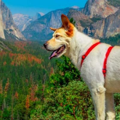 8 Best Pet-Friendly National Parks to Explore
