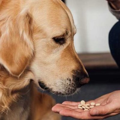 All About Dog Multivitamin And How To Use Them 