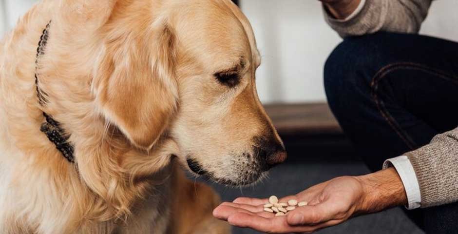 All About Dog Multivitamin And How To Use Them 