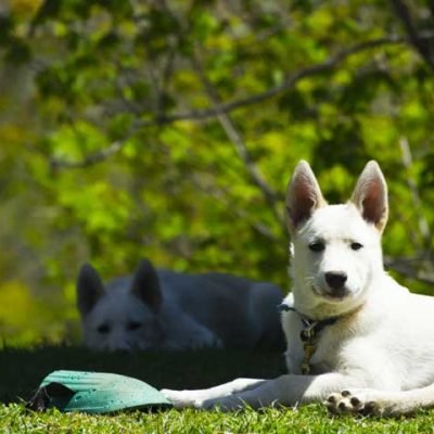 Bark-Collars-vs.-Other-Training-Methods