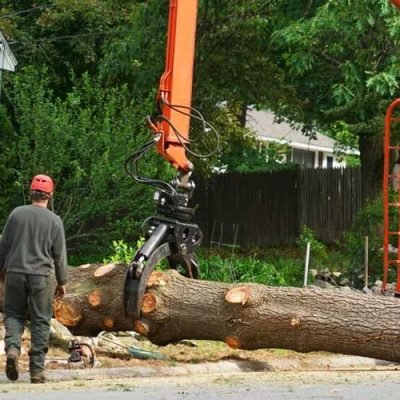 The-Importance-of-Tree-Health