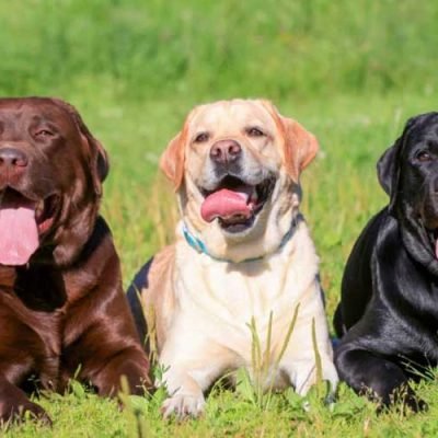 Why-Labradors-Are-The-Perfect-Dog-To-Own