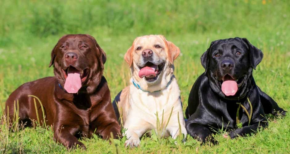 Why-Labradors-Are-The-Perfect-Dog-To-Own