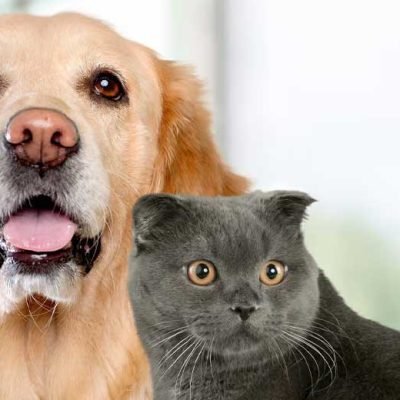 black-cat-or-golden-retriever-personality