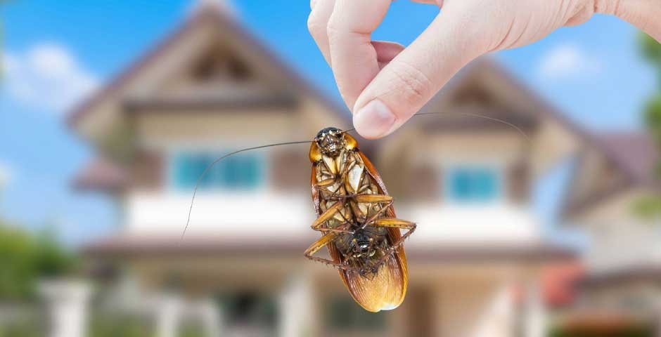 Effective-Pest-Control-Strategies-to-Keep-Your-Home-Pest-Free