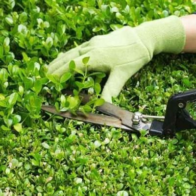 From-Wild-to-Wow-Revamp-Your-Hedges-with-Professional-Trimming