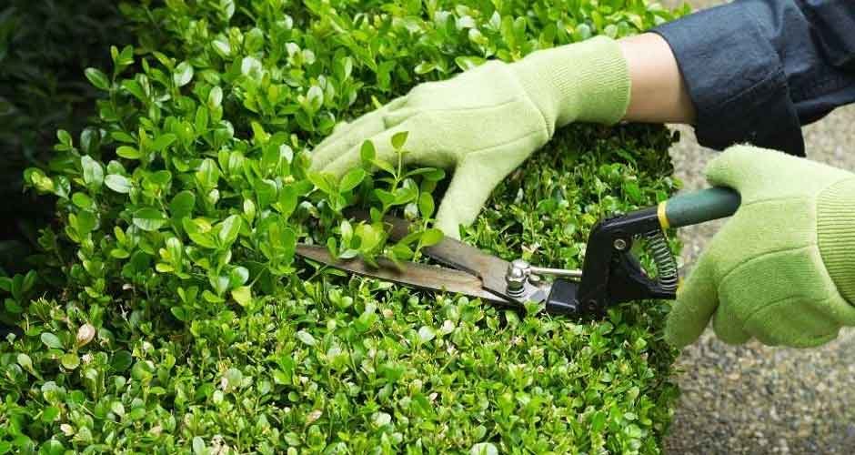 From-Wild-to-Wow-Revamp-Your-Hedges-with-Professional-Trimming