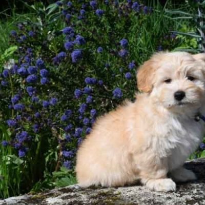 How-to-Create-a-Safe-and-Enjoyable-Garden-for-Your-Furry-Companions