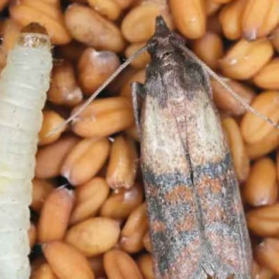 How-to-Get-Rid-of-Moths-in-Your-House-for-Good