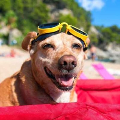 What’s-the-Best-Place-to-Leave-Your-Dog-When-Going-On-Vacation