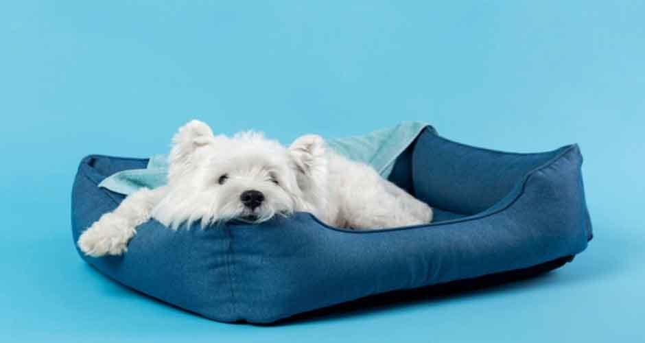 Why-Your-Dog-Deserves-an-Orthopedic-Dog-Bed