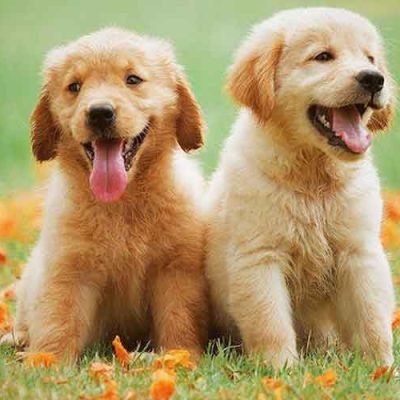 Exploring-the-Perfect-Haven-for-Your-Canine-Companion