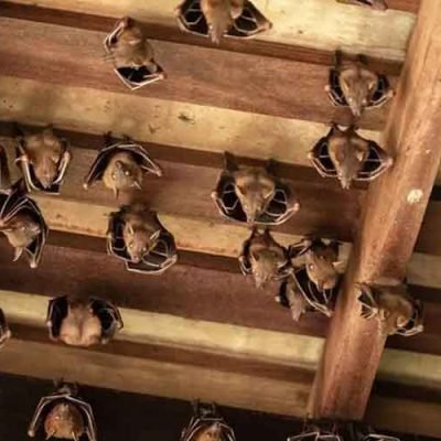 How-a-Bat-Removal-Service-Can-Save-the-Day