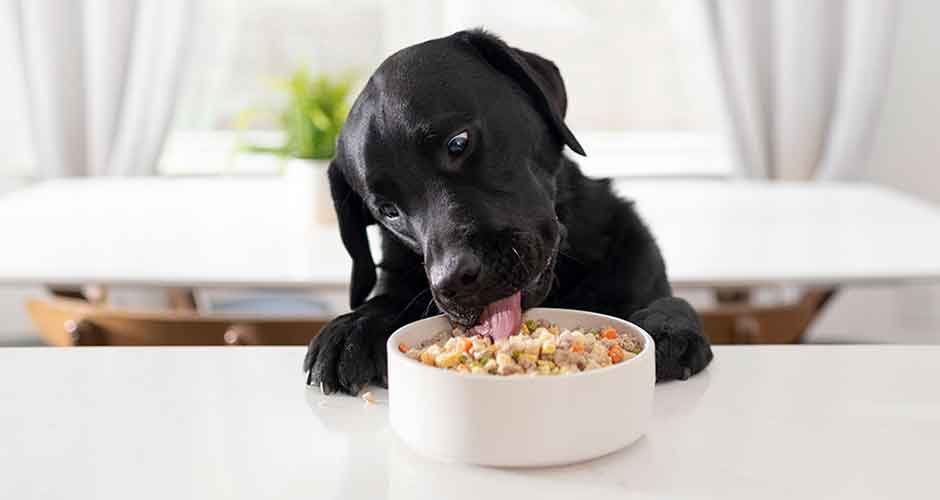 How-to-Ensure-Freshness-in-Your-Top-Dog-Food-Subscription