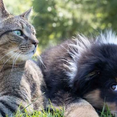 Landscaping With Your Pet in Mind