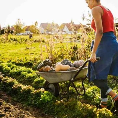 Organic Agriculture in Urban Settings