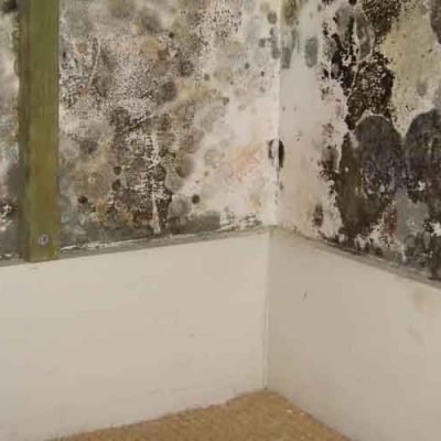 The-Comprehensive-Guide-to-Mould-Remediation