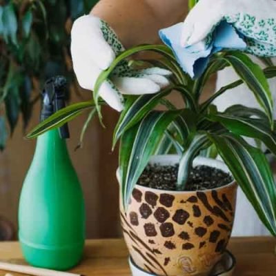 How To Take Care Of Indoor Plants