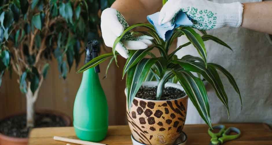 How To Take Care Of Indoor Plants