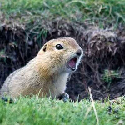 Choosing the Right Gopher Exterminator