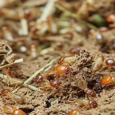 The Importance of Regular Termite Inspections