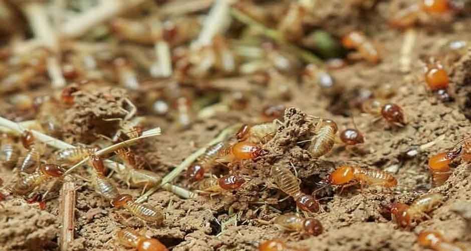 The Importance of Regular Termite Inspections