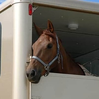 A Comprehensive Guide to Horsebox Insurance