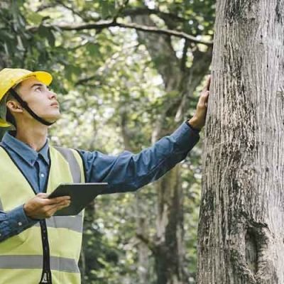 The importance of an Australian arborist report before any planned works