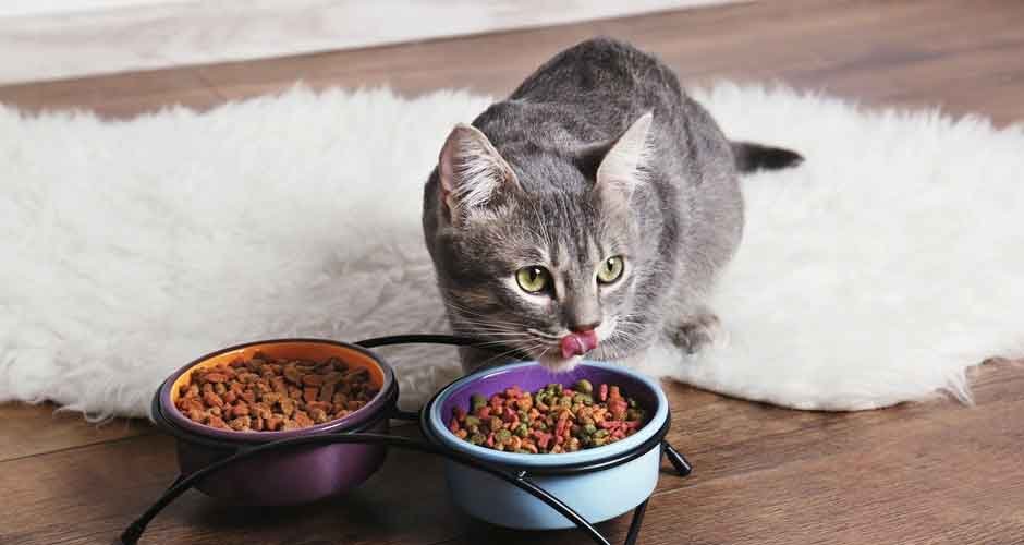 Unlocking the Secrets of Discounted Pet Food