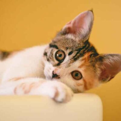 4-Cat-Products-That-Can-Help-You-and-Your-Feline