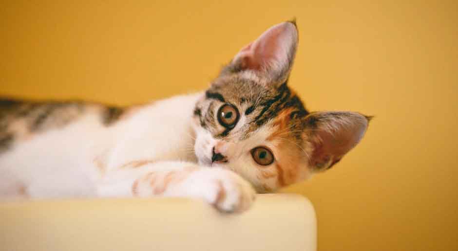 4-Cat-Products-That-Can-Help-You-and-Your-Feline