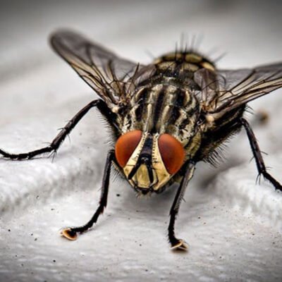 Get The Job Done By Making Use Of A Professional Pest Control Company