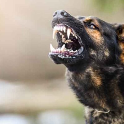 What-to-Do-After-a-Dog-Bite-Attack-in-Detroit