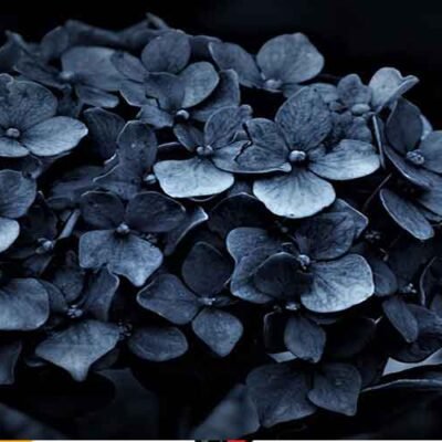 Why-More-Australians-Are-Opting-For-Cremation-Rather-Than-Burial-This-Year-&-Every-Year