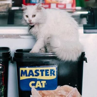 Stepping-into-Success-Launching-Your-Pet-Store-Journey