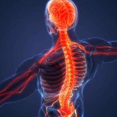 How Chiropractic Adjustments Improve Brain-Body Communication