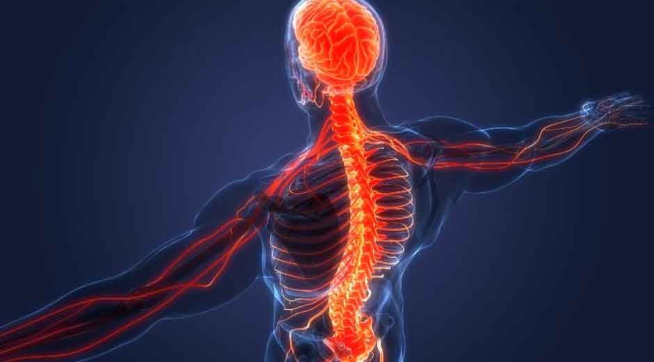 How Chiropractic Adjustments Improve Brain-Body Communication