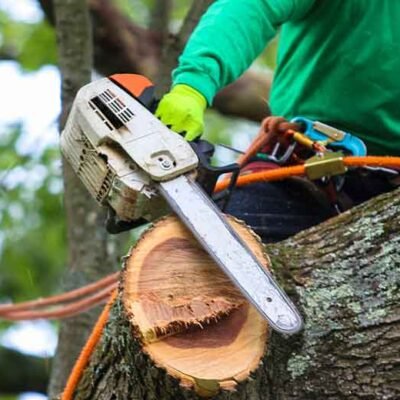 Signs That Your Tree May Need To Be Removed
