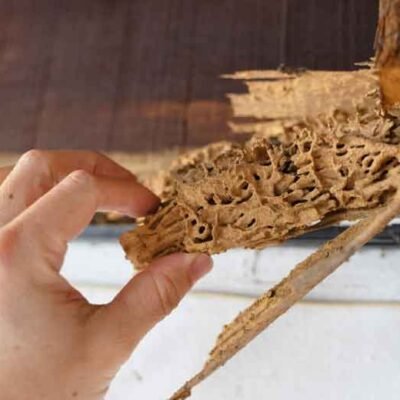 Do-You-Need-Termite-Control-for-Your-Business-Here’s-Why-It’s-Worth-the-Investment