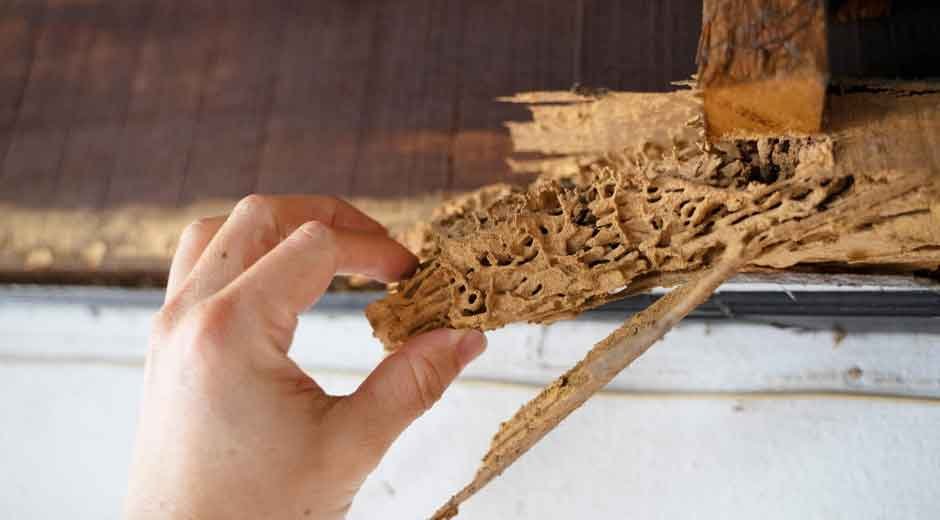 Do-You-Need-Termite-Control-for-Your-Business-Here’s-Why-It’s-Worth-the-Investment