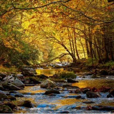 Family Vacation Planning: Expert Tips and Tricks to Make Your Trip to the Smoky Mountains Hassle-Free